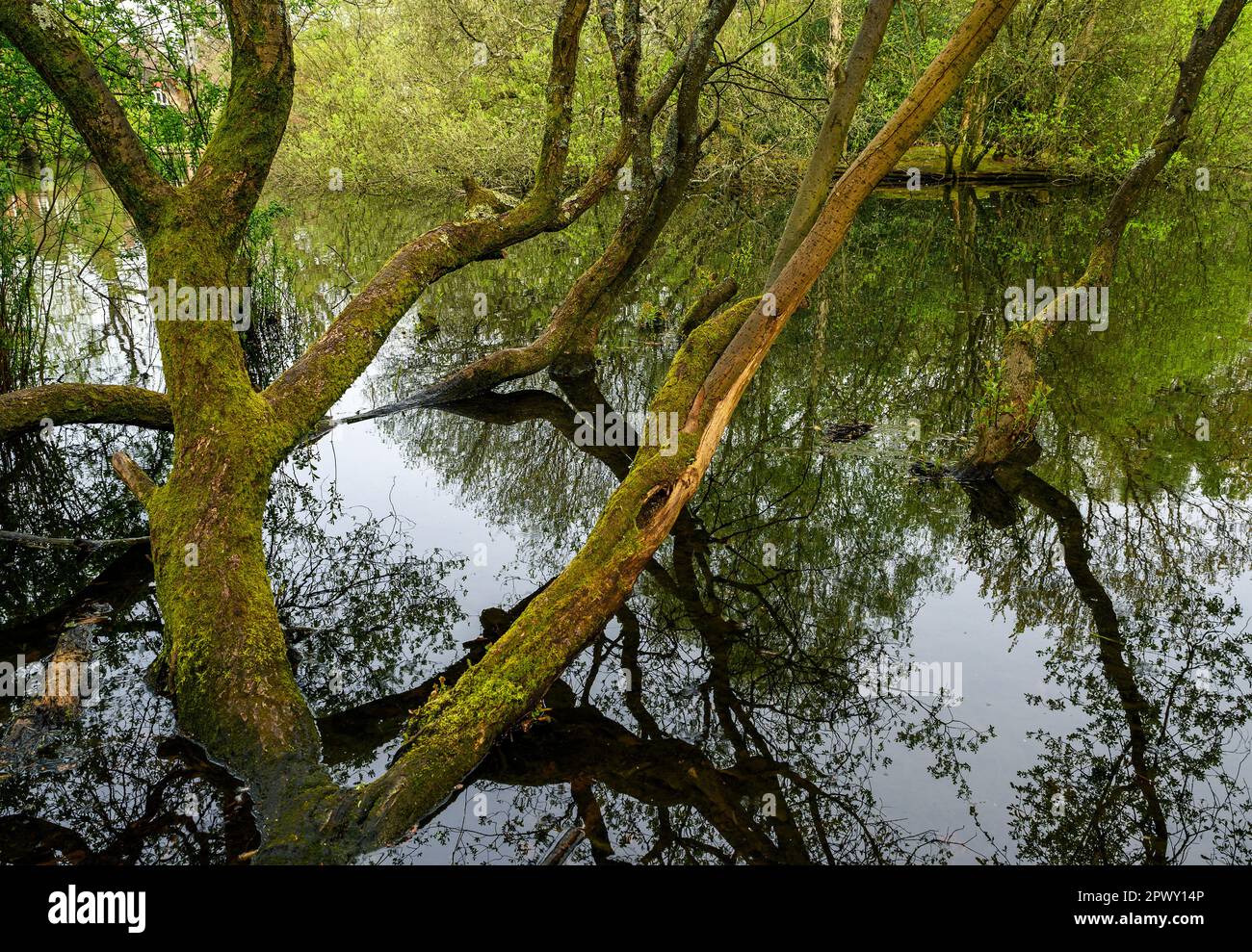 Trees by Rush Pond on Chislehurst Common, Kent, UK. The trees reach