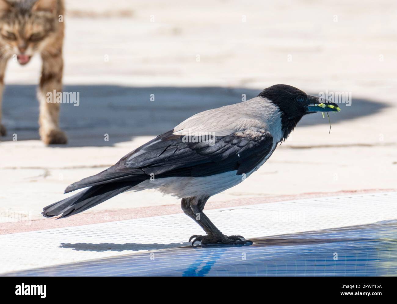 A cat watches a Hooded Crow, Corvus corone, Paphos, Cyprus Stock Photo