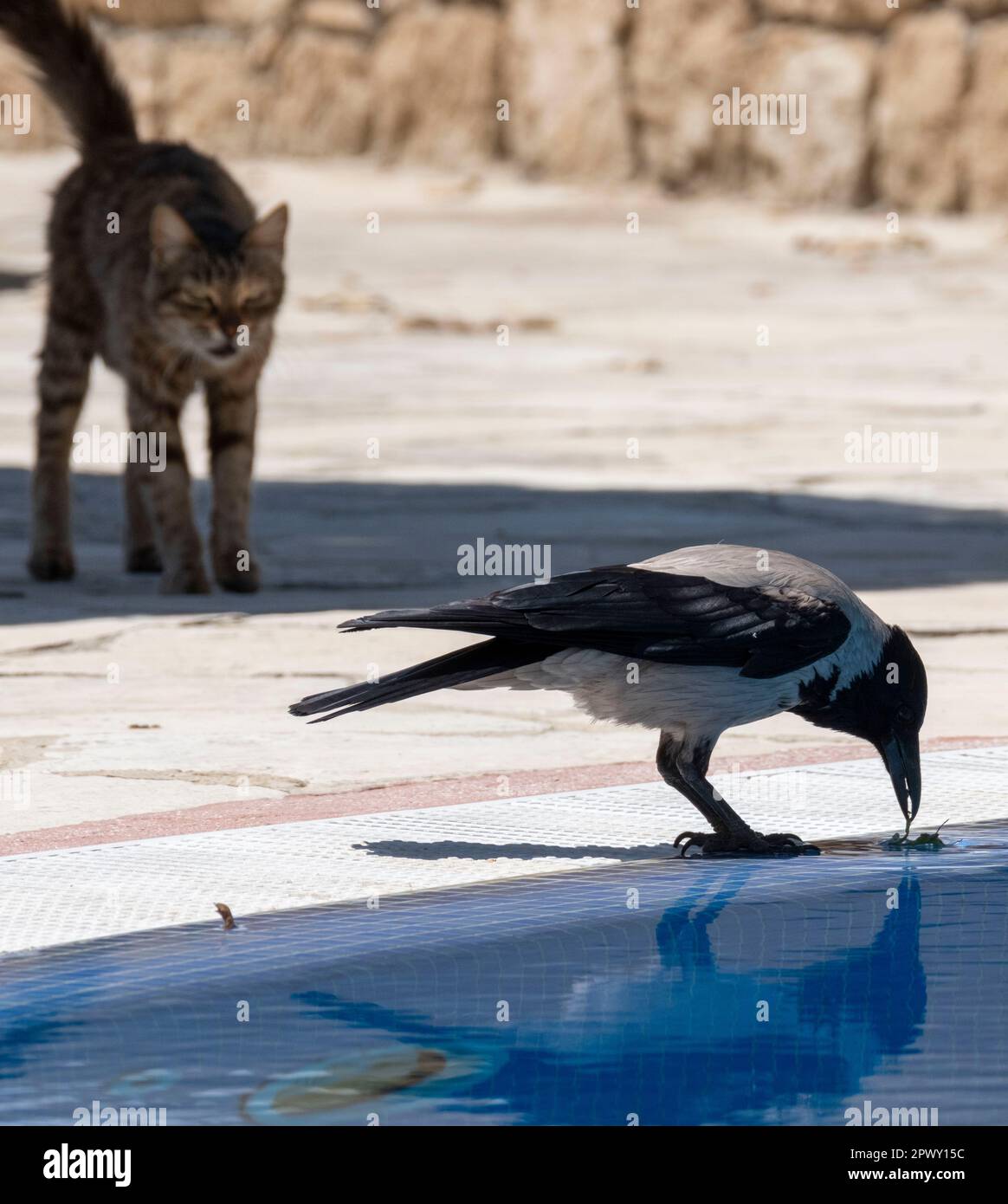 Cat and crow hi-res stock photography and images - Alamy