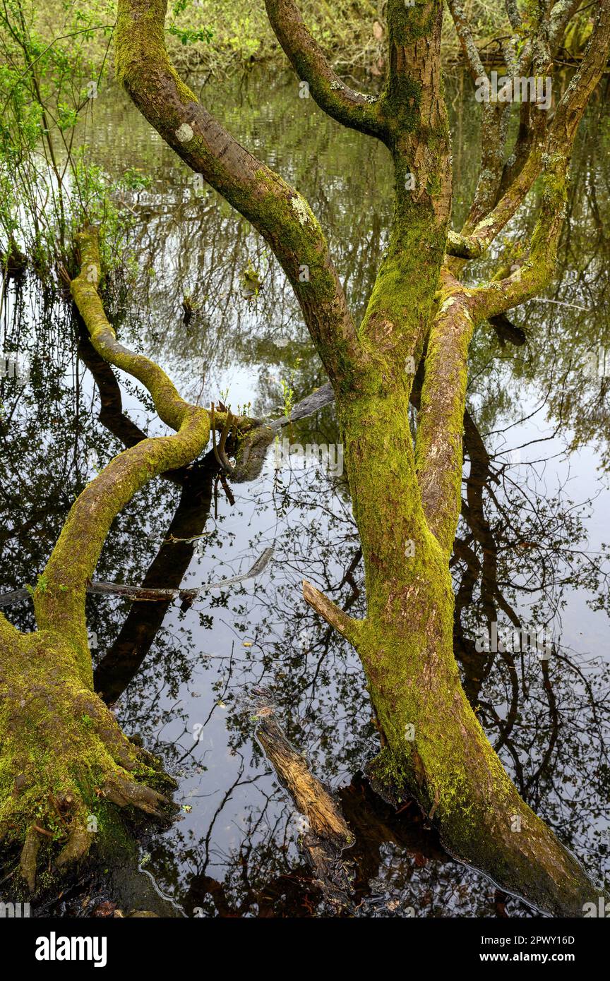 Trees by Rush Pond on Chislehurst Common, Kent, UK. The trees reach