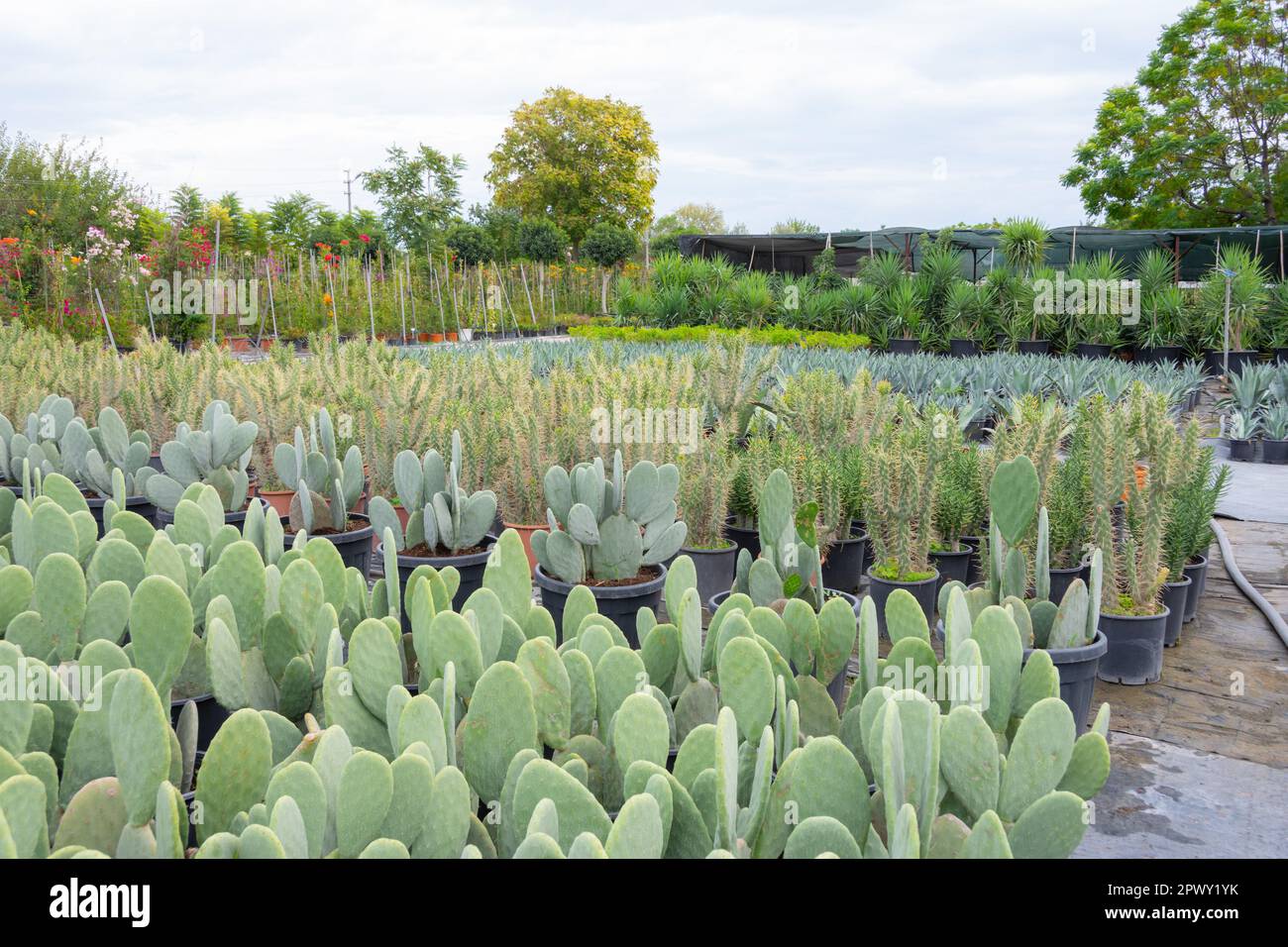 Different types of plants hi-res stock photography and images - Alamy