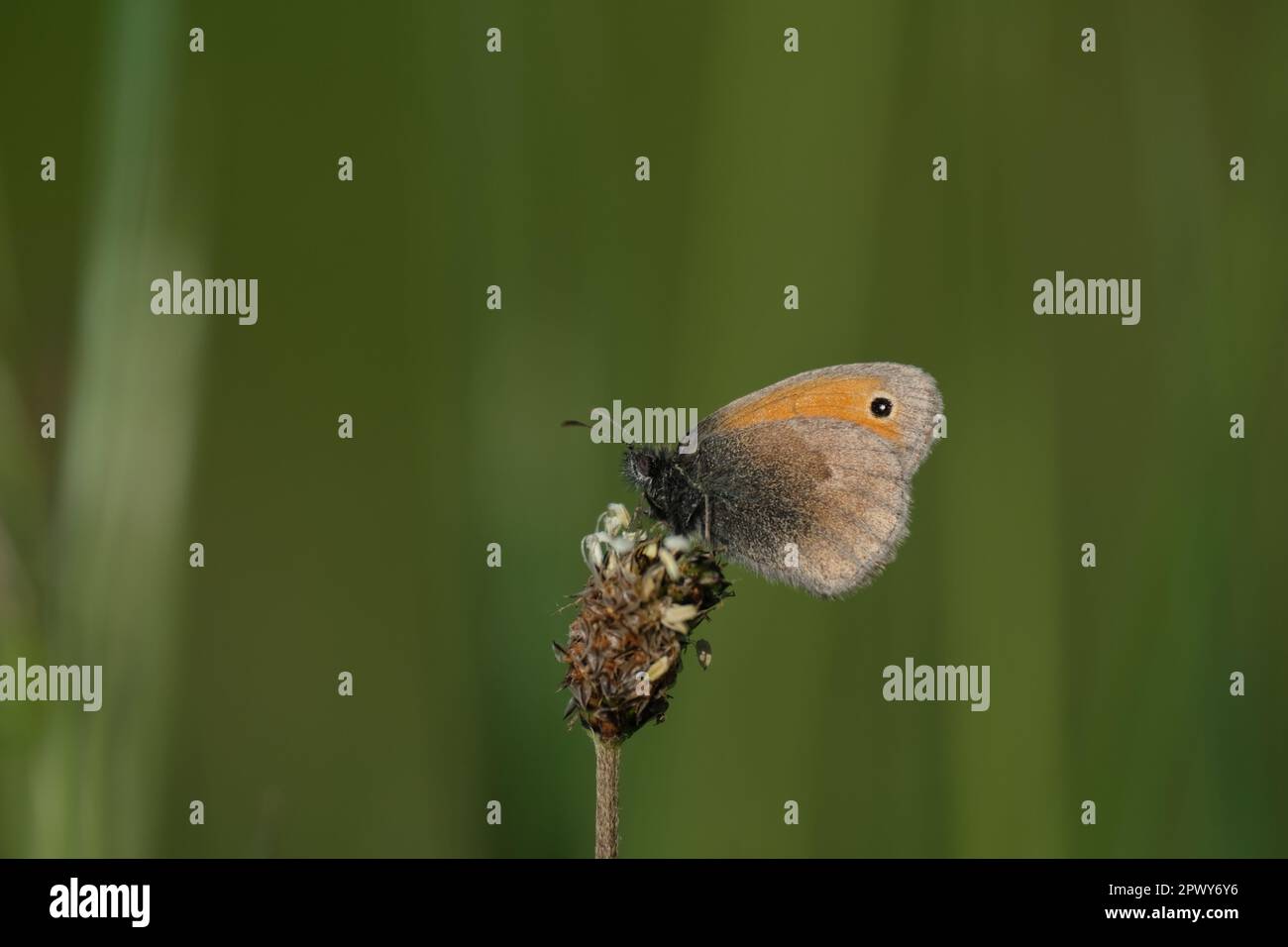 Macro close up of a small heath butterfly in nature resting on a plant natural background Stock Photo