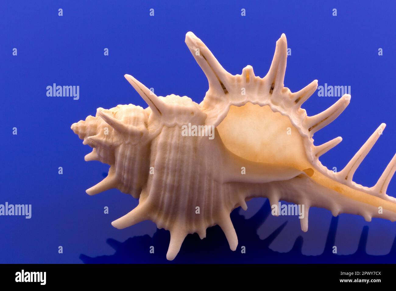 Big blue shell hi-res stock photography and images - Alamy