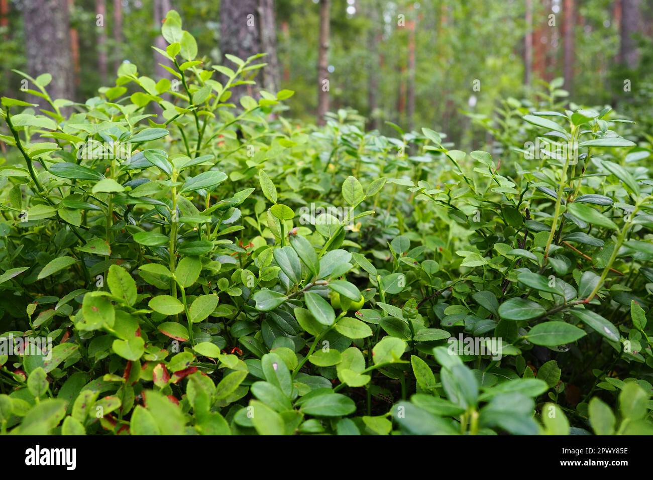Blueberry, or Blueberry myrtle Vaccinium myrtillus, a low-growing shrub, a species of the genus Vaccinium of the family Heatheraceae. Forest wild blue Stock Photo