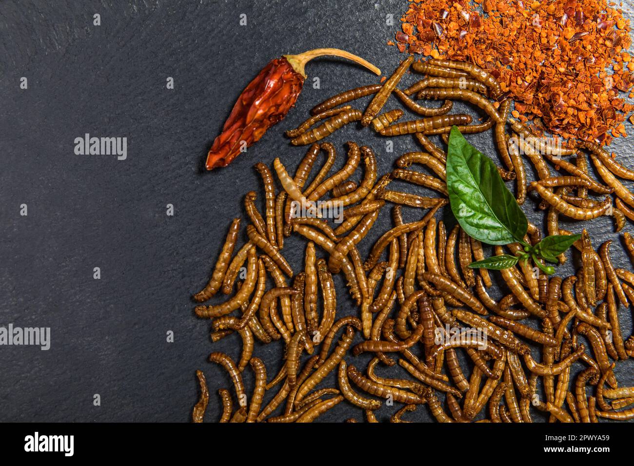 Flour worm with chili. Fried salty worms. Baked worms. Healthy diet