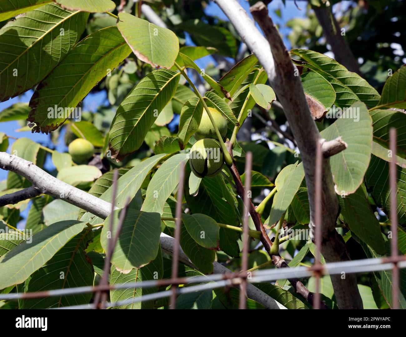 Walnut tree with ripening walnuts against blue sky. Cardiff. Taken 2023 Stock Photo