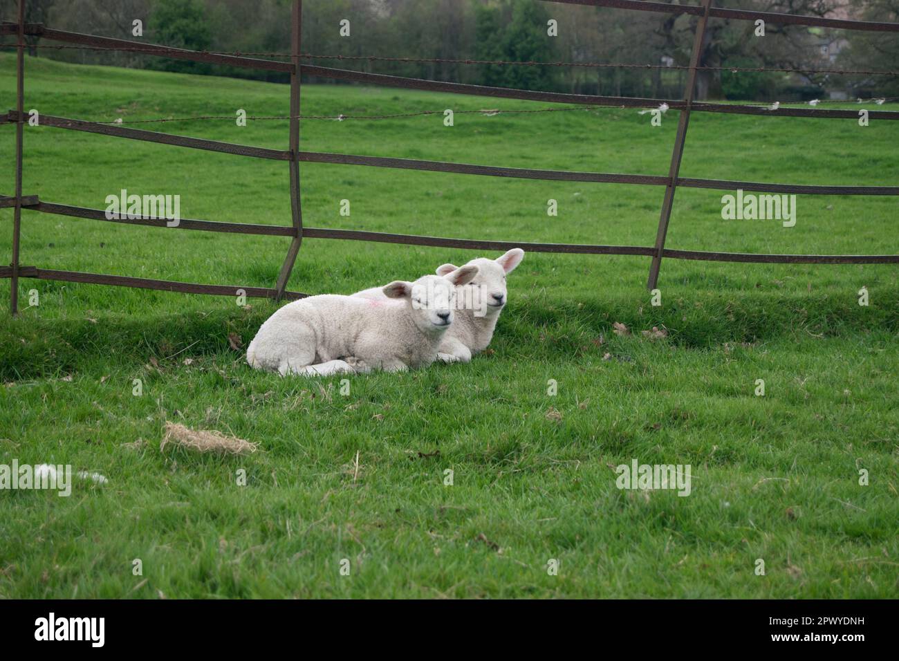 Two young lambs relaxing by a metal fence in a field. Stock Photo