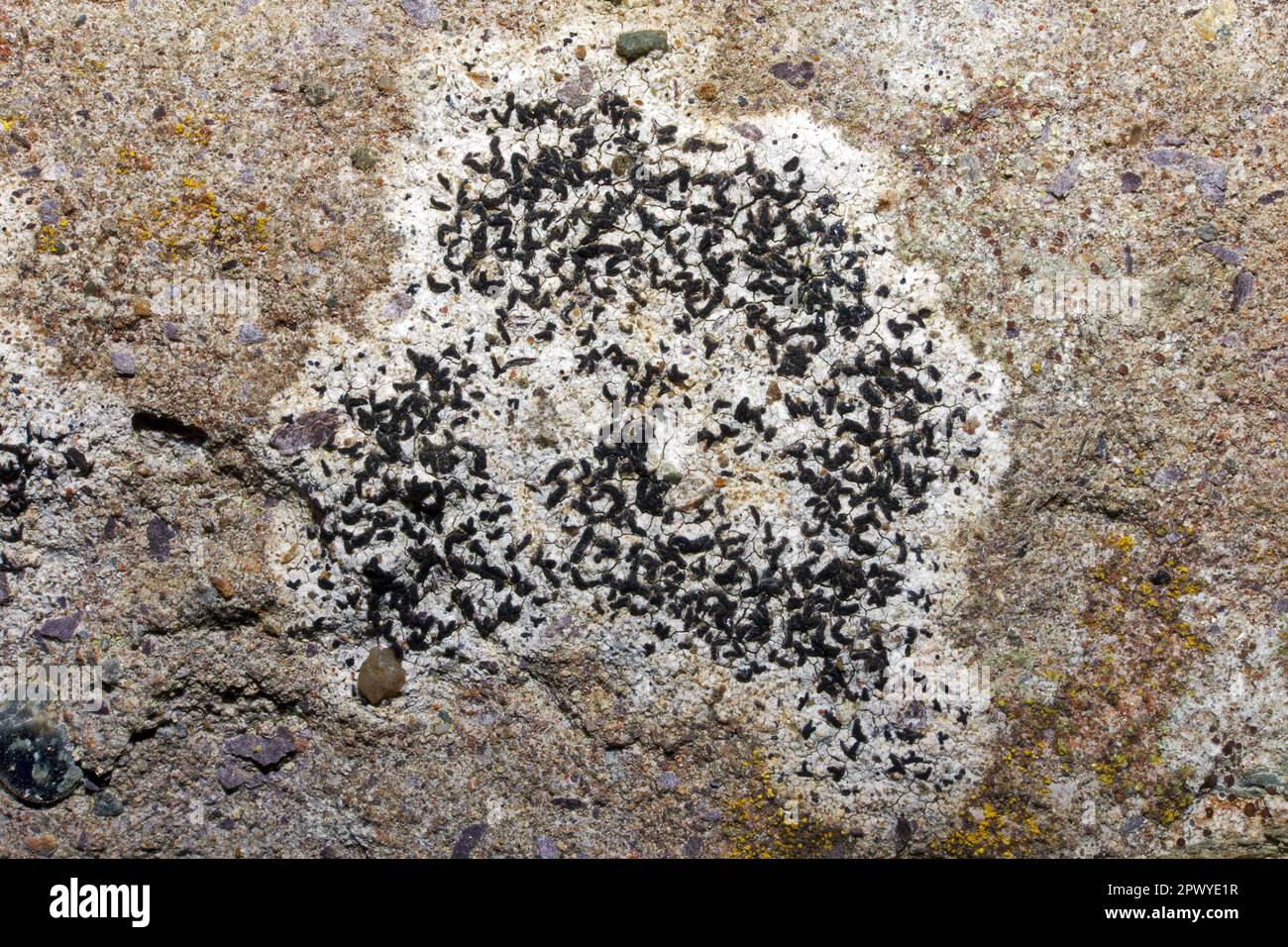 Arthonia calcarea is a common crustose lichen that grows on shaded  calcareous rocks. It has been found in Europe, Asia and North America. Stock Photo