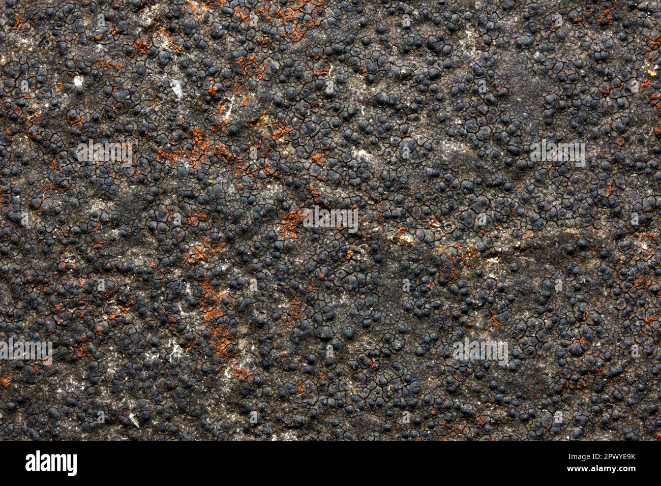 Verrucaria nigrescens is a crustose lichen common on calcareous rocks, walls and mortar. It appears to have global distribution. Stock Photo