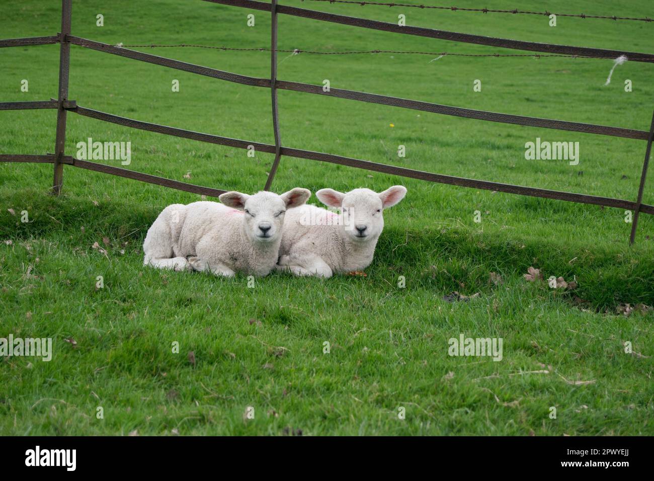 Two young lambs relaxing by a metal fence in a field. Stock Photo