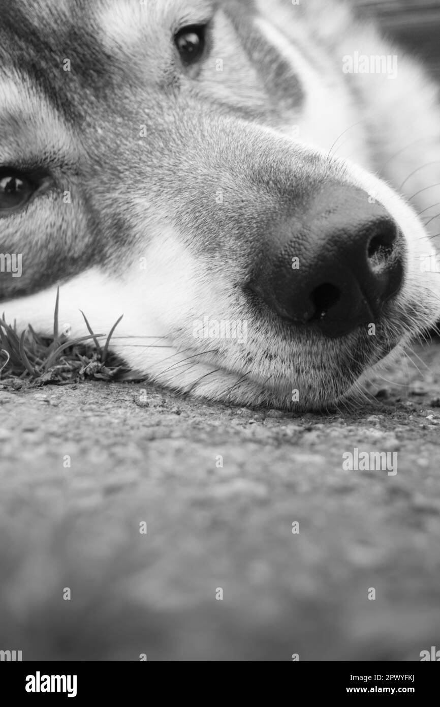 Husky nose Black and White Stock Photos & Images Alamy