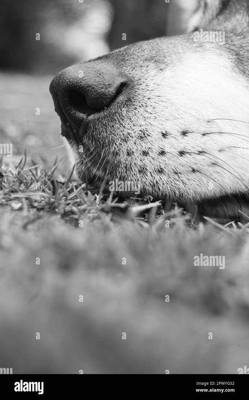 Large husky / wolf dog relaxing Stock Photo