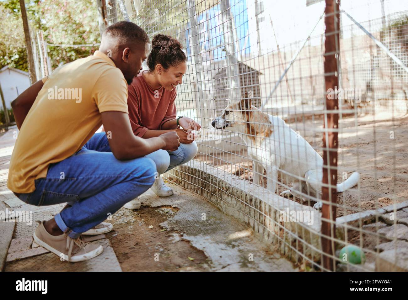 Dog, adoption and animal shelter with black couple volunteers at a