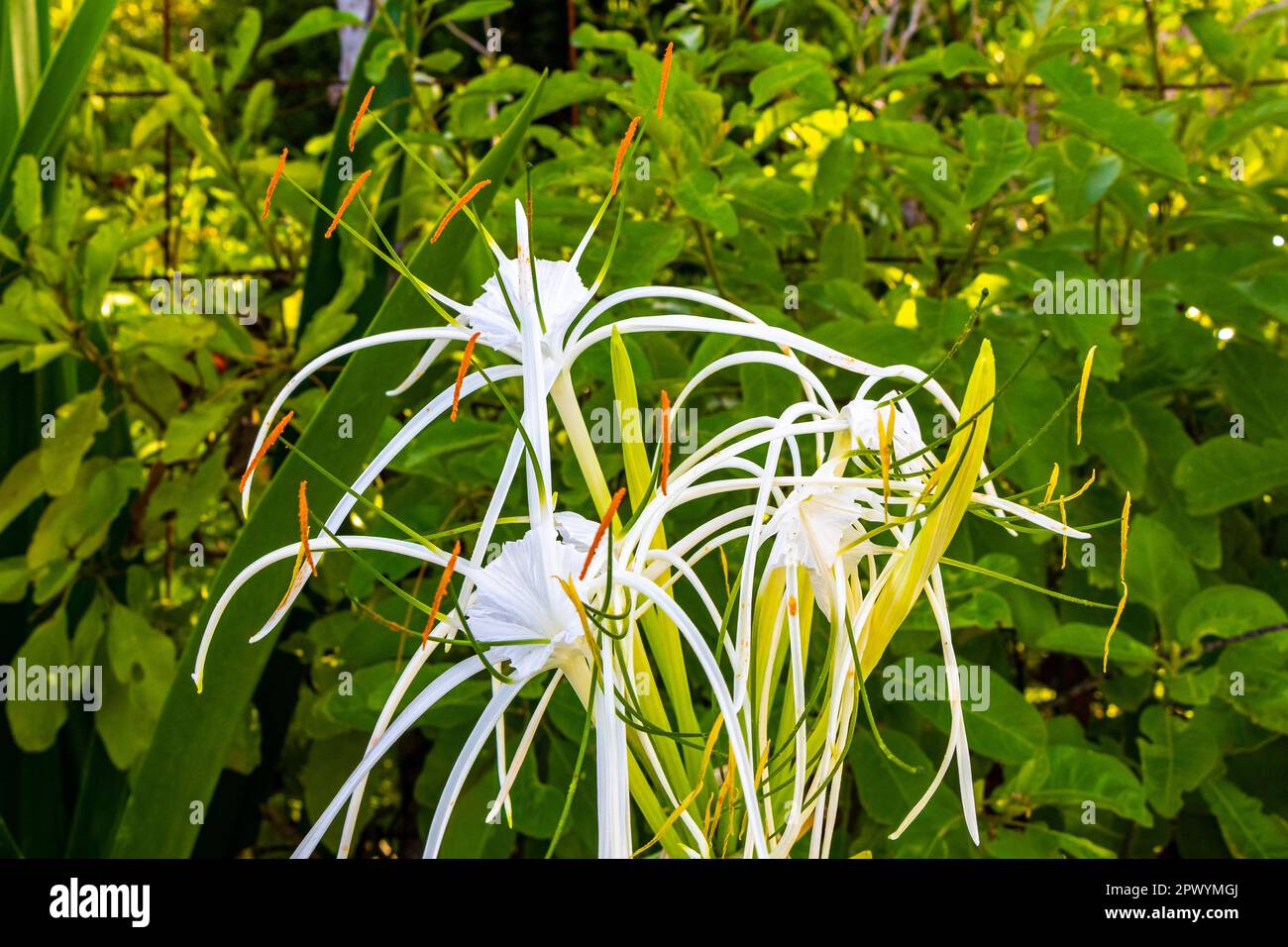 Hymenocallis caribaea caribbean spider-lily unique style white flower on blue green nature background in Playa del Carmen Quintana Roo Mexico. Stock Photo