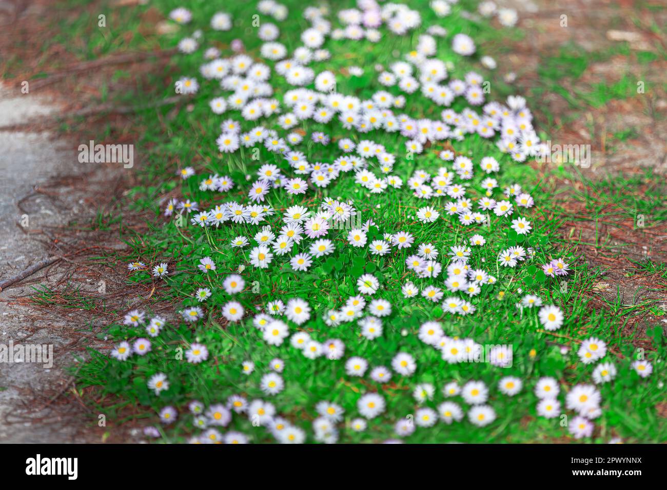 Walking chamomile hi-res stock photography and images - Alamy
