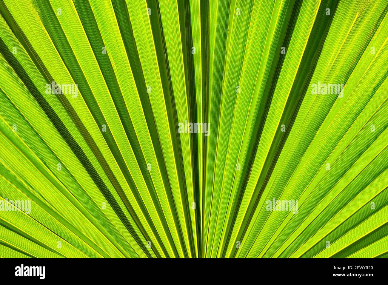 Large fan shaped leaf of a plant backlit by sunlight. Background. Stock Photo