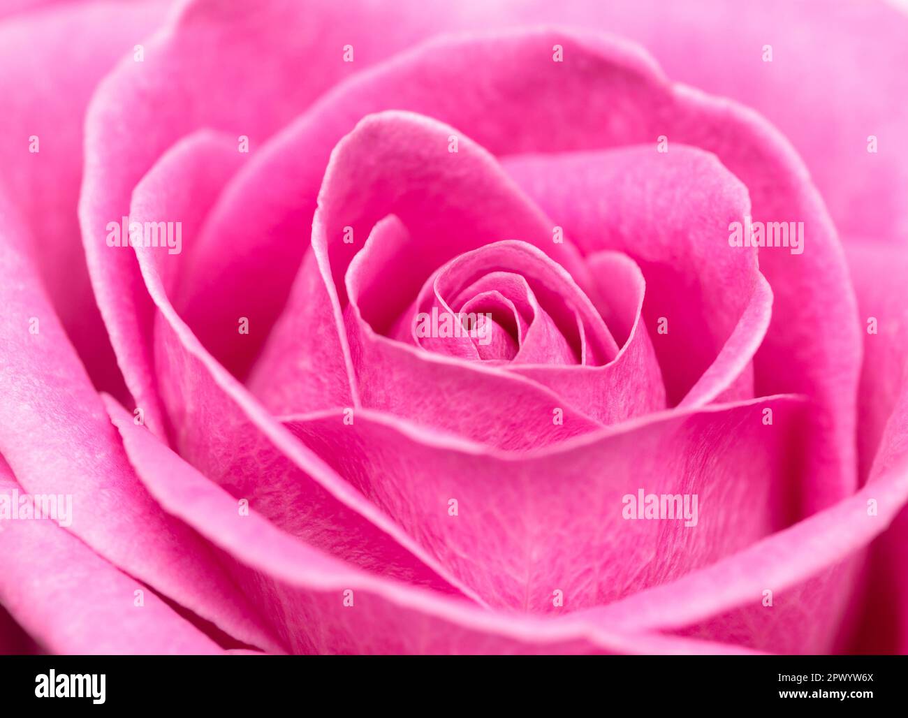 macro shot of fresh pink tea rose petals, rose texture background as symbol of love, elegance, romance. Selective focus Stock Photo