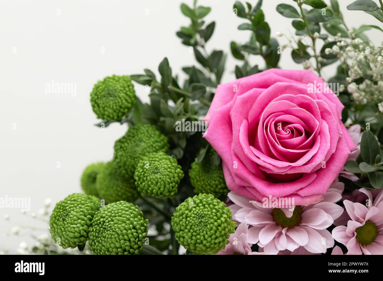Chrysanthemum Daisy Rose (Mum, Daisy Style Chrysanthemum)