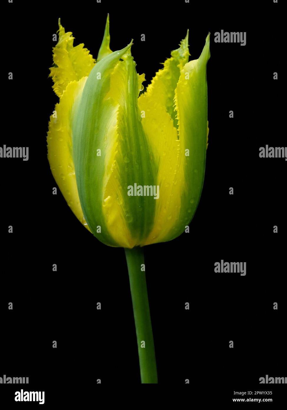 Yellow Spring Green Tulip (Viridiflora) - Beautiful spring flower blooming in the springtime Stock Photo