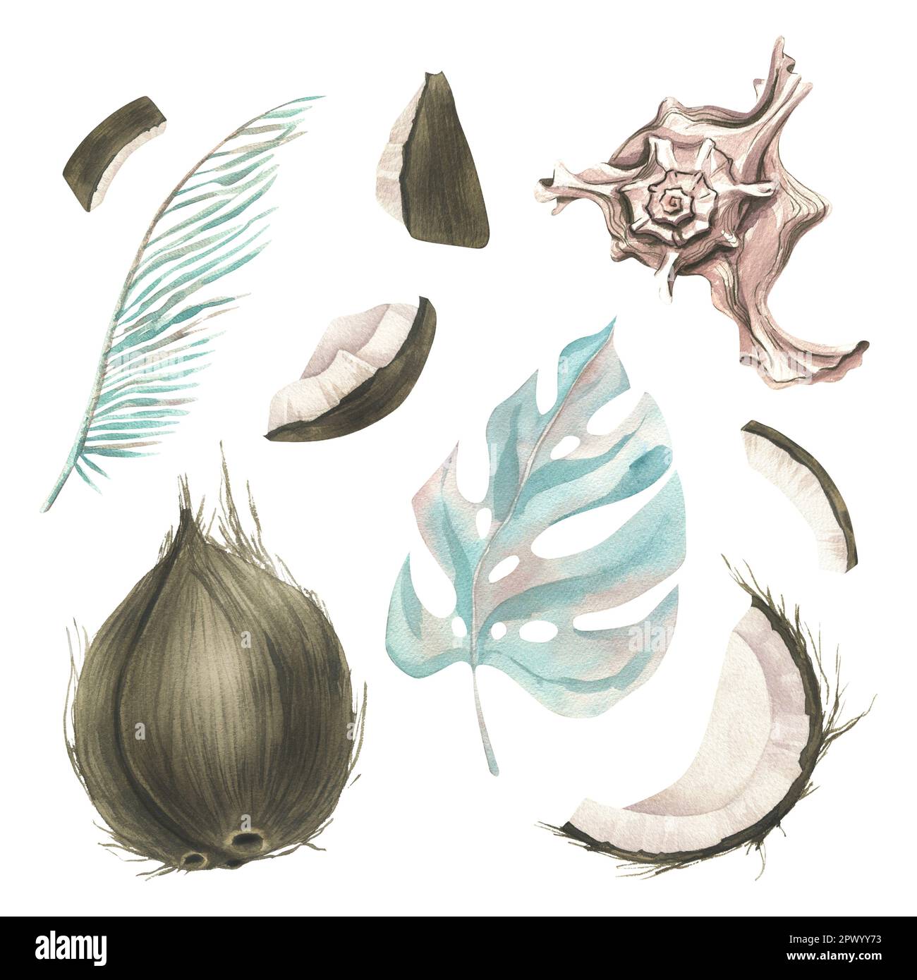 Whole coconuts and slices with tropical palm leaves and seashells. Watercolor illustration. Set isolated elements on a white background. For the Stock Photo