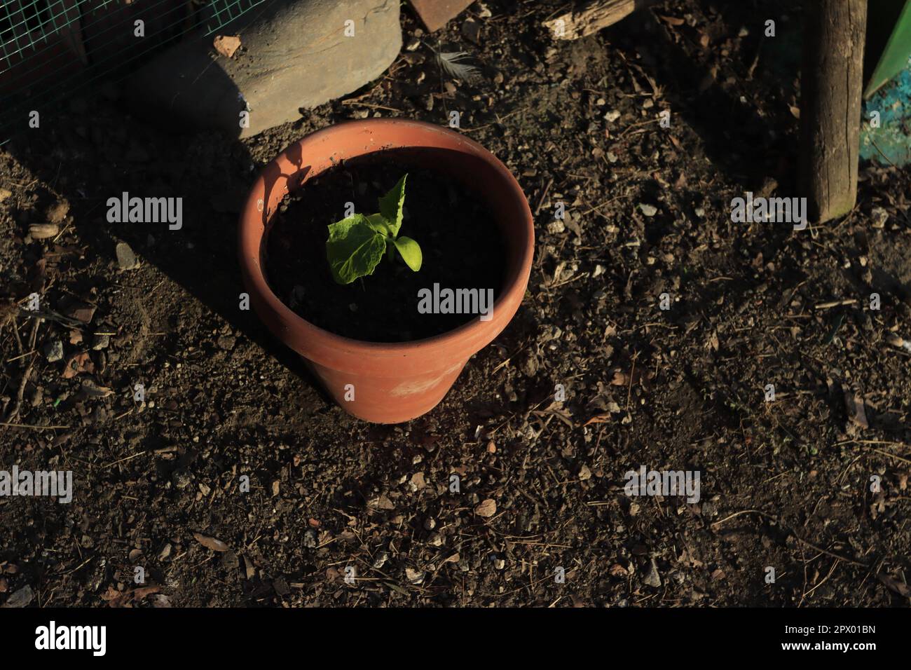 Planta de pepinillo Stock Photo
