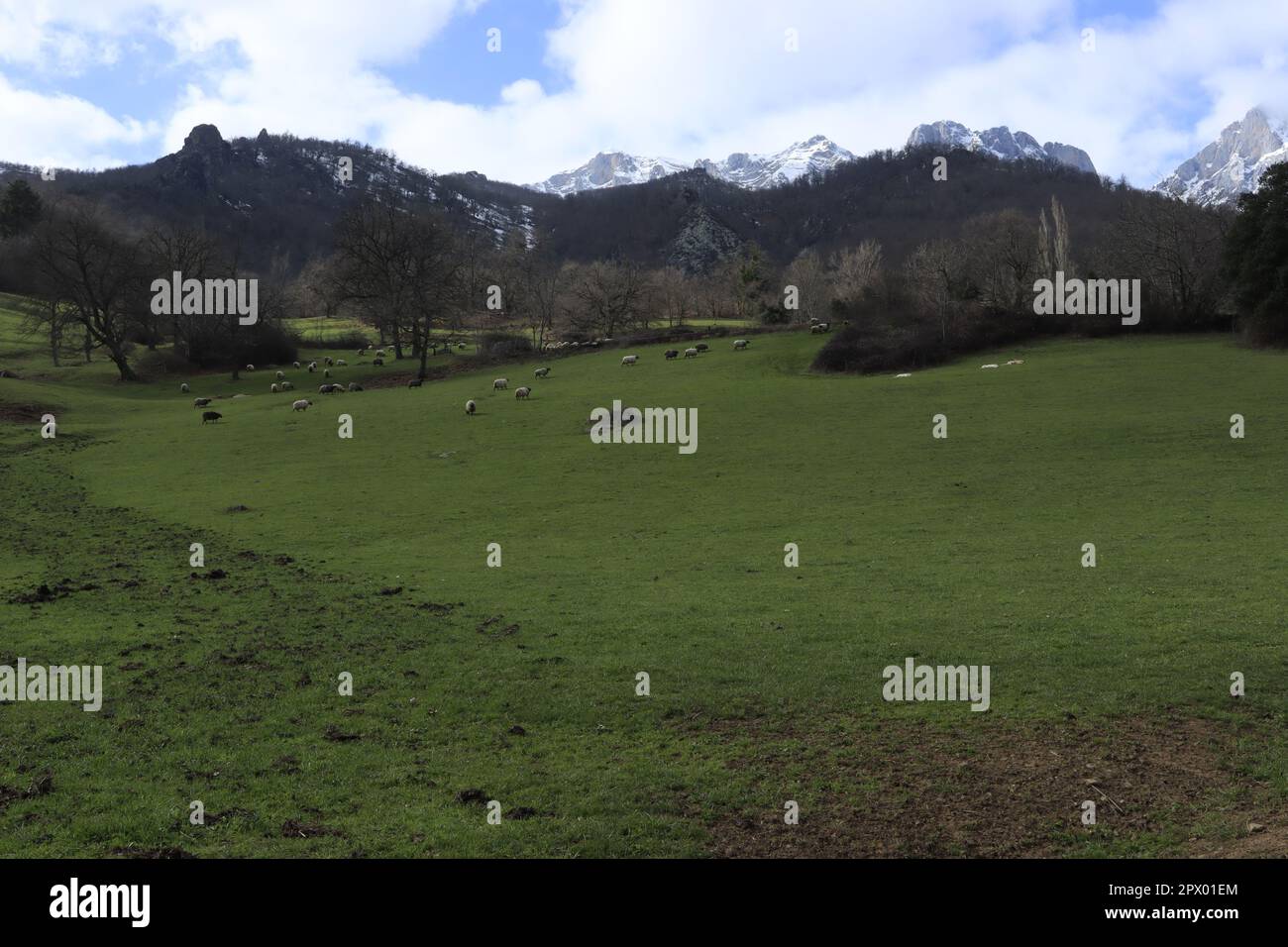 Prado de montaña con ovejas Stock Photo