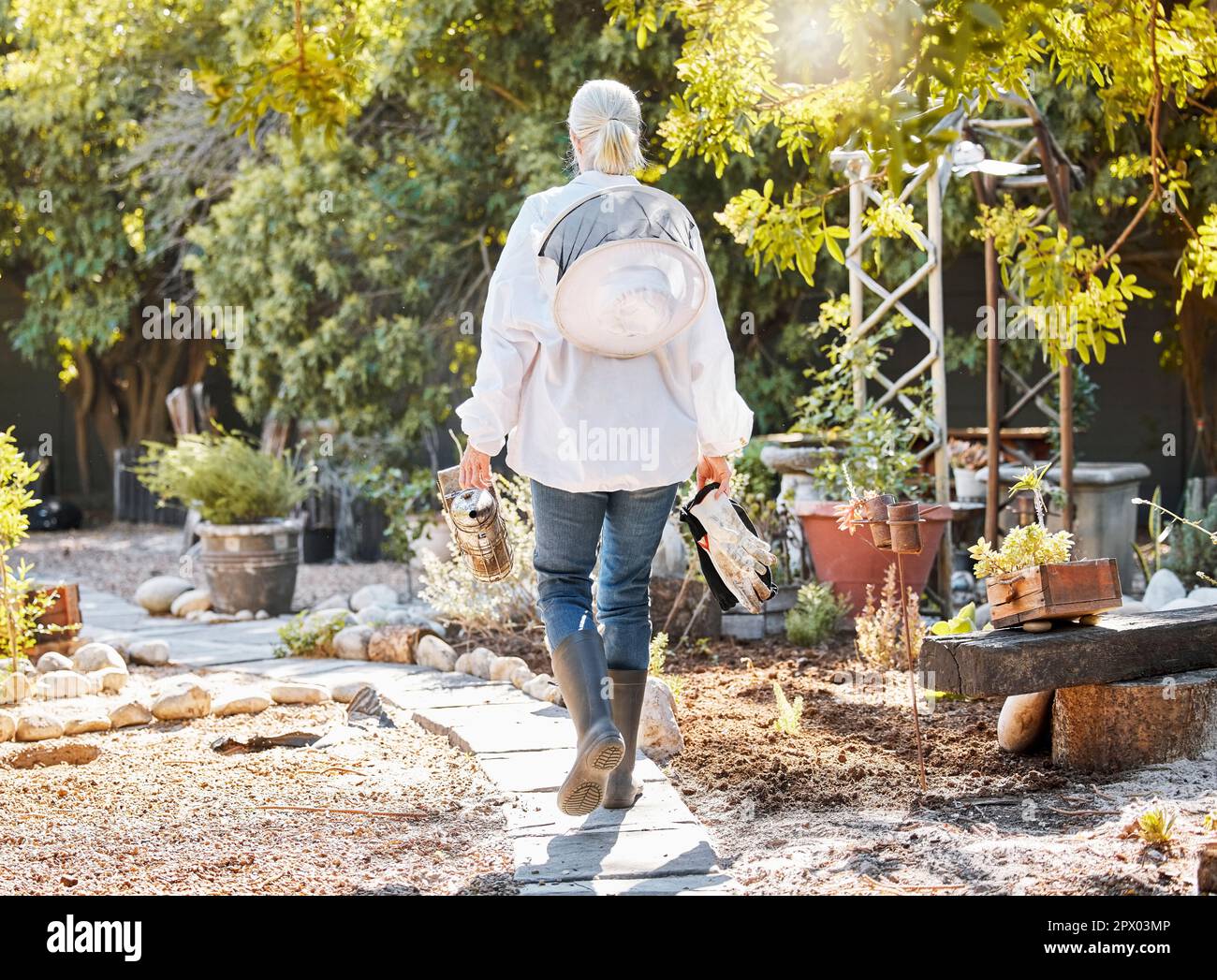 Beekeeping, smoke for bees and woman in garden walking with farming equipment, gear and protective suit. Agriculture, nature and senior lady ready to Stock Photo