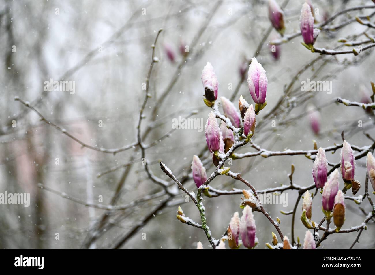 Magnolia buds ( Magnolia ) during sudden weather change with snow Stock