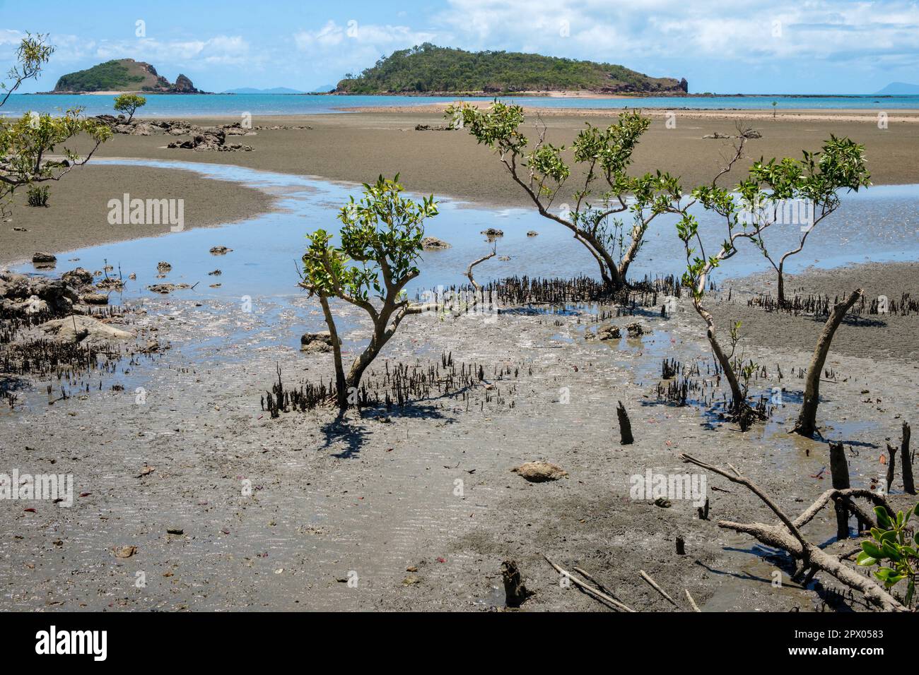 Mangroves on Seaforth Beach and view to South Red Cliff Island and Rocky Island, Queensland, Australia Stock Photo