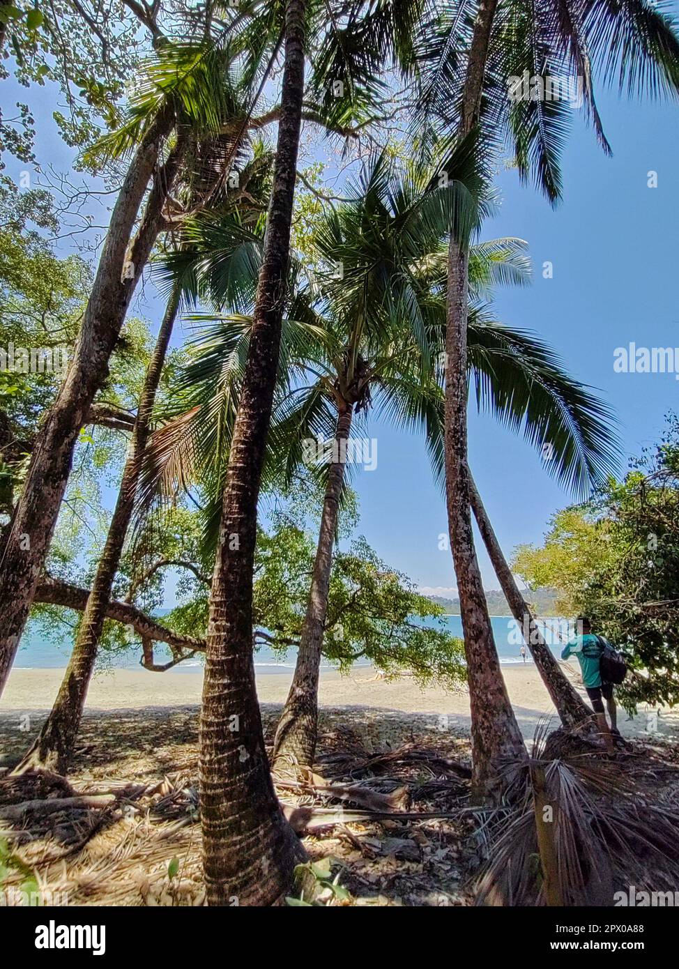 Manuel Antonio National Park, Costa Rica - Palm trees on the Pacific