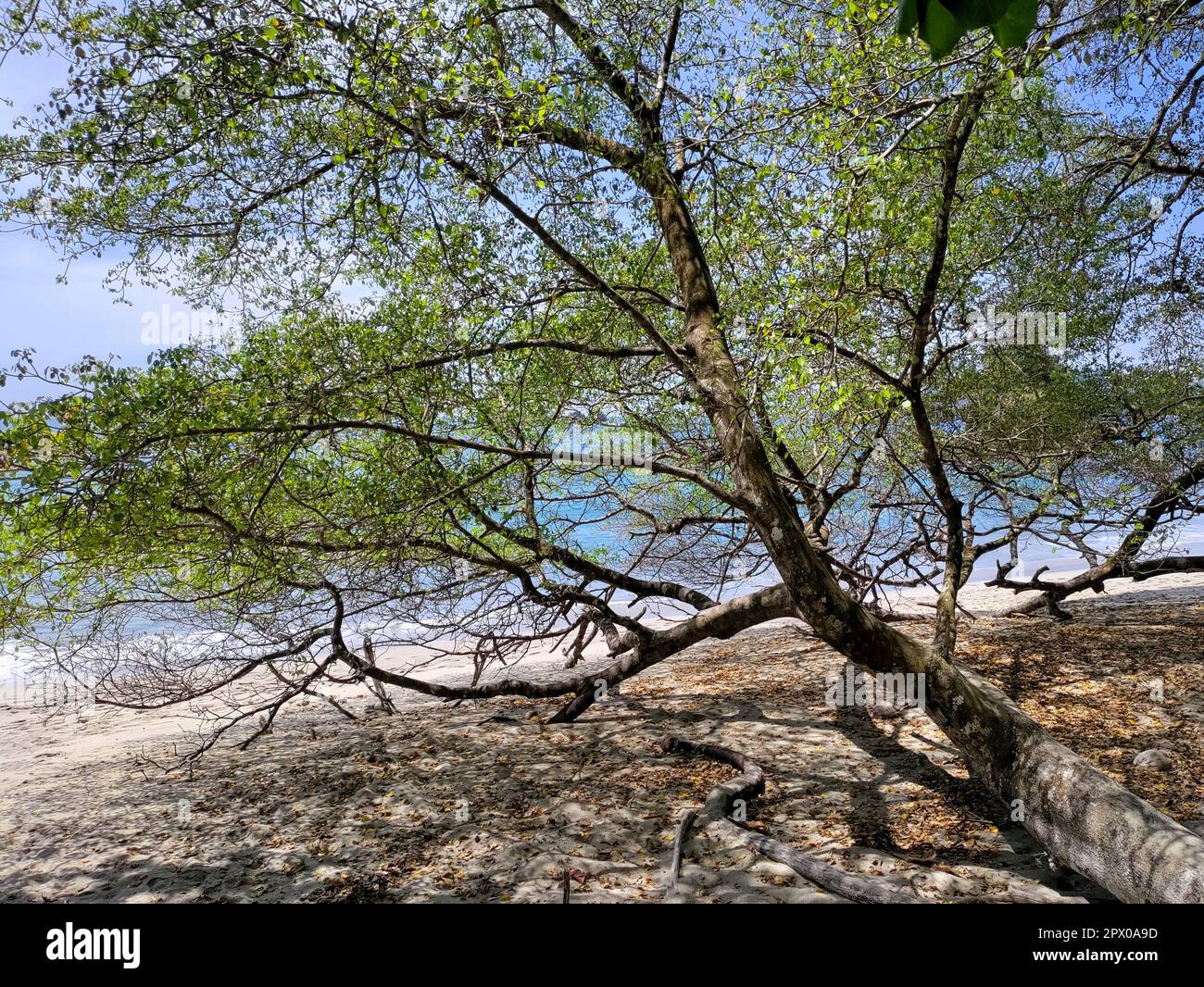 Manuel Antonio National Park, Costa Rica - A beach apple tree, or manchineel tree (Hippomane mancinella). All parts of the tree are toxic. It is somet Stock Photo