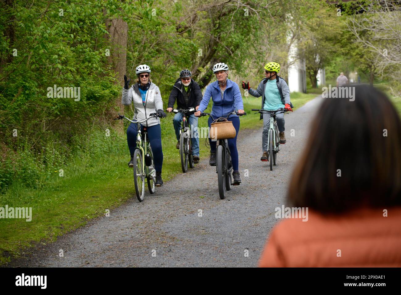 Two senior couples ride bicycles along the Virginia Creeper Trail in Abingdon, Virginia. Stock Photo