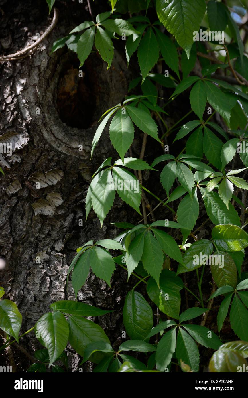 Virginia Creeper vines (Parthenocissus quinquefolia) climb up a tree in