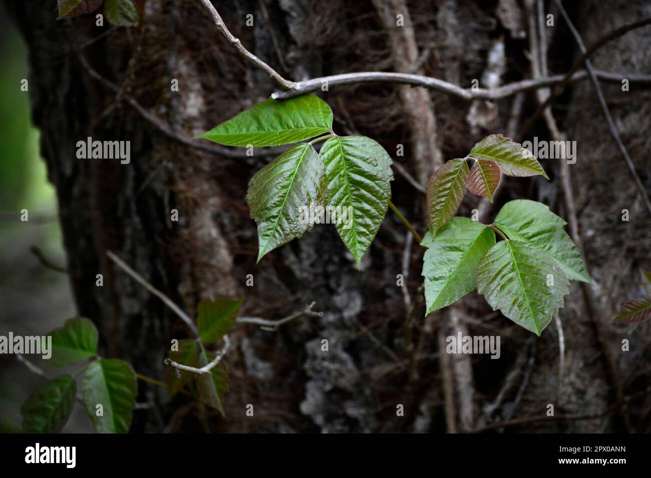 Poison ivy (Toxicodendron radicans) vines grow on a tree in Virginia, USA. Stock Photo