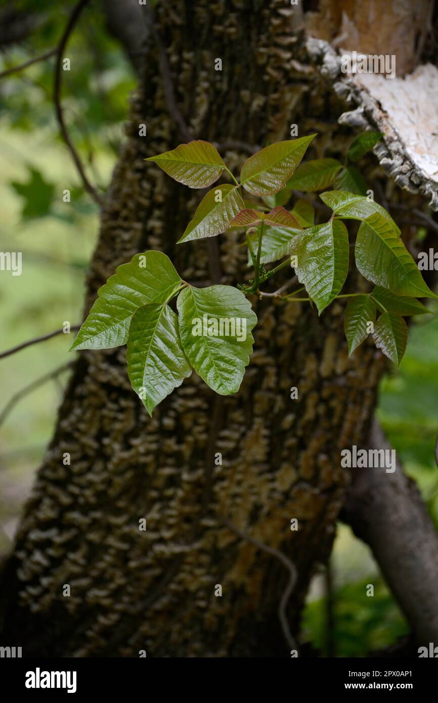 Poison ivy (Toxicodendron radicans) vines grow on a tree in Virginia