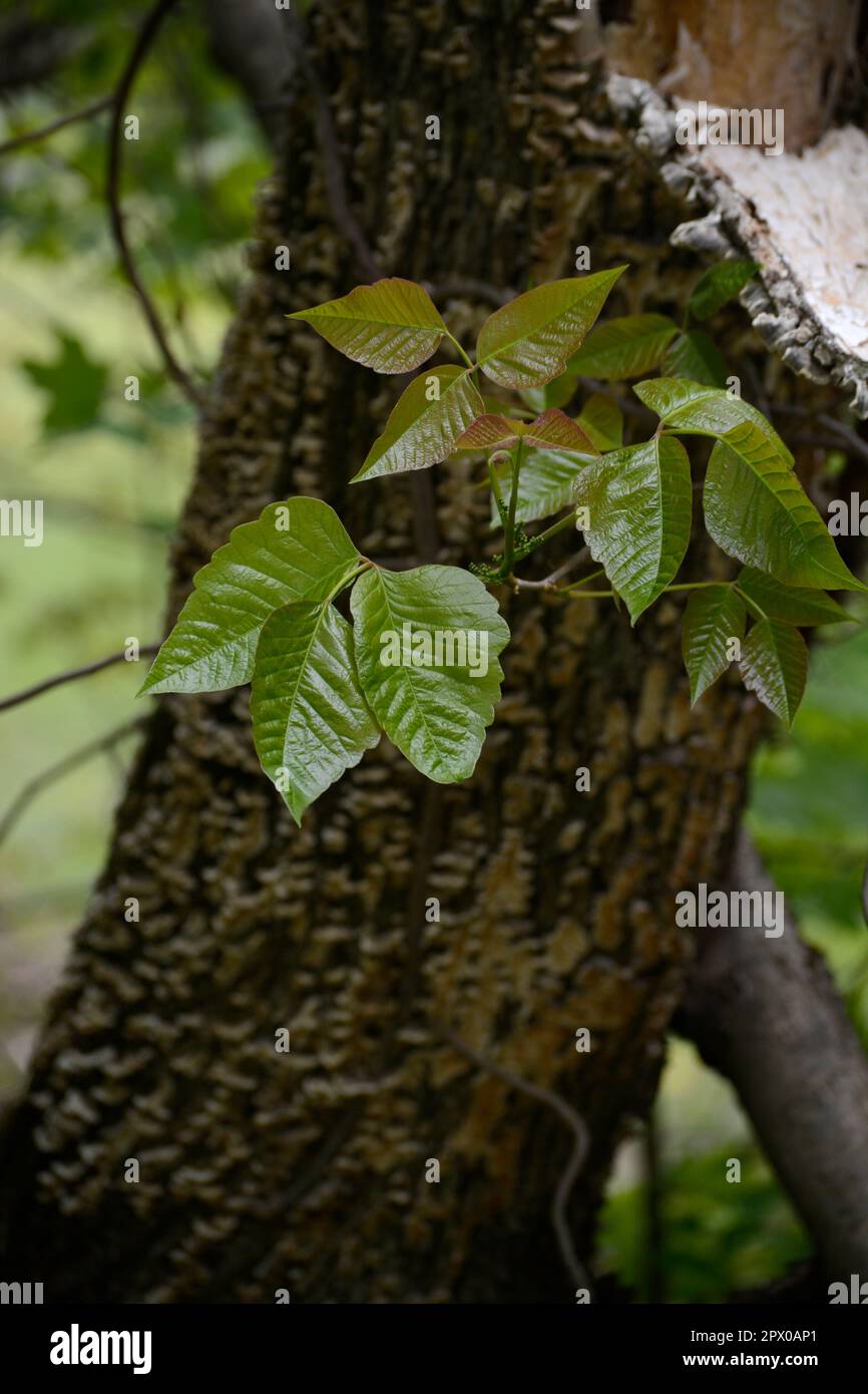 Poison ivy (Toxicodendron radicans) vines grow on a tree in Virginia, USA. Stock Photo