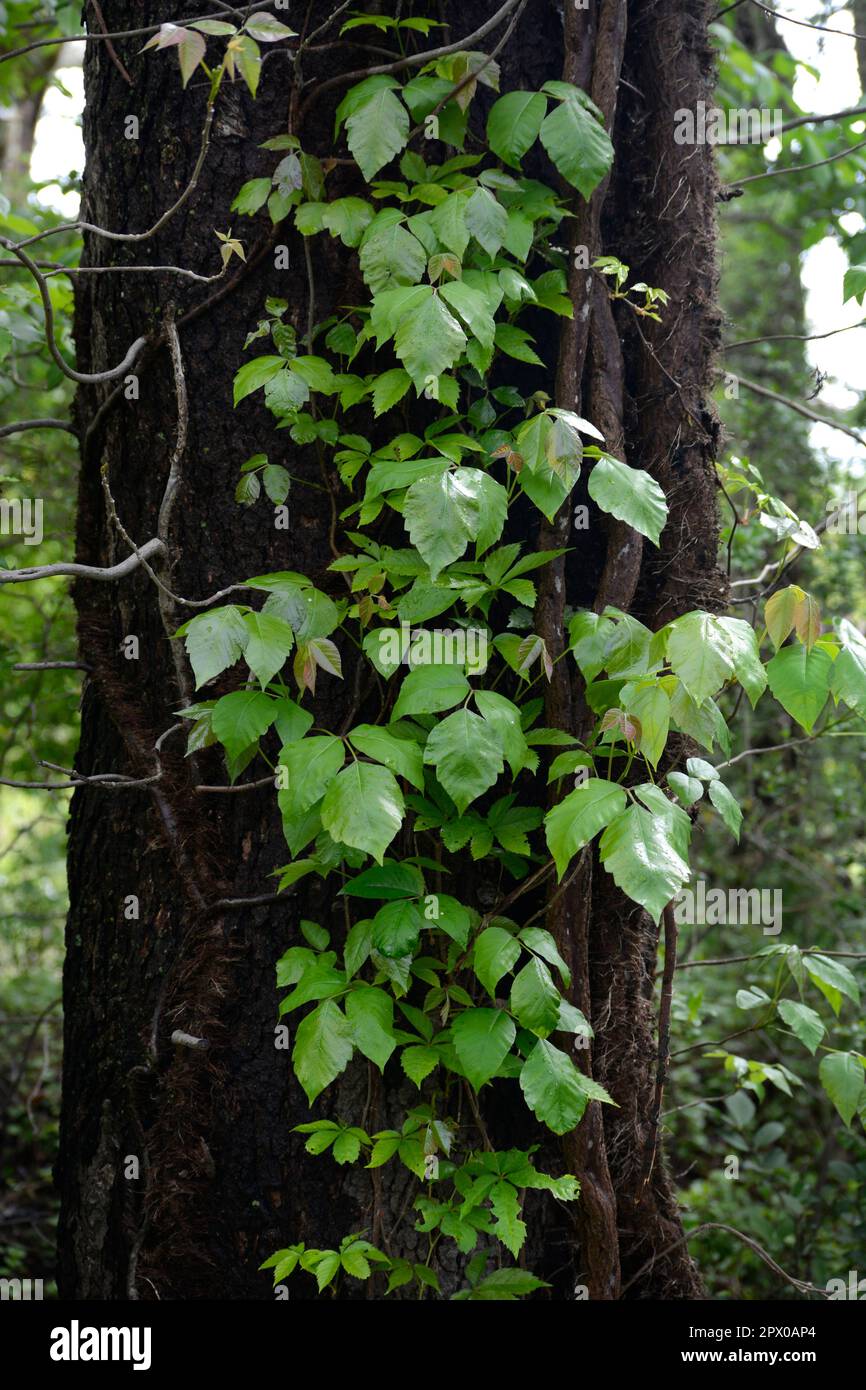 Poison ivy (Toxicodendron radicans) vines grow on a tree in Virginia, USA. Stock Photo