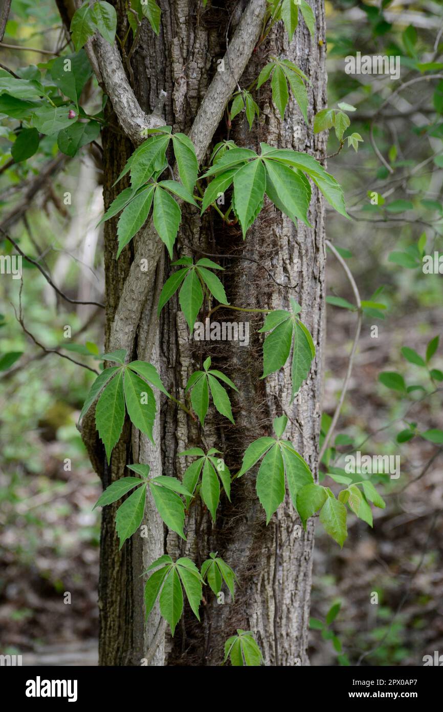 Virginia Creeper vines (Parthenocissus quinquefolia) climb up a tree in