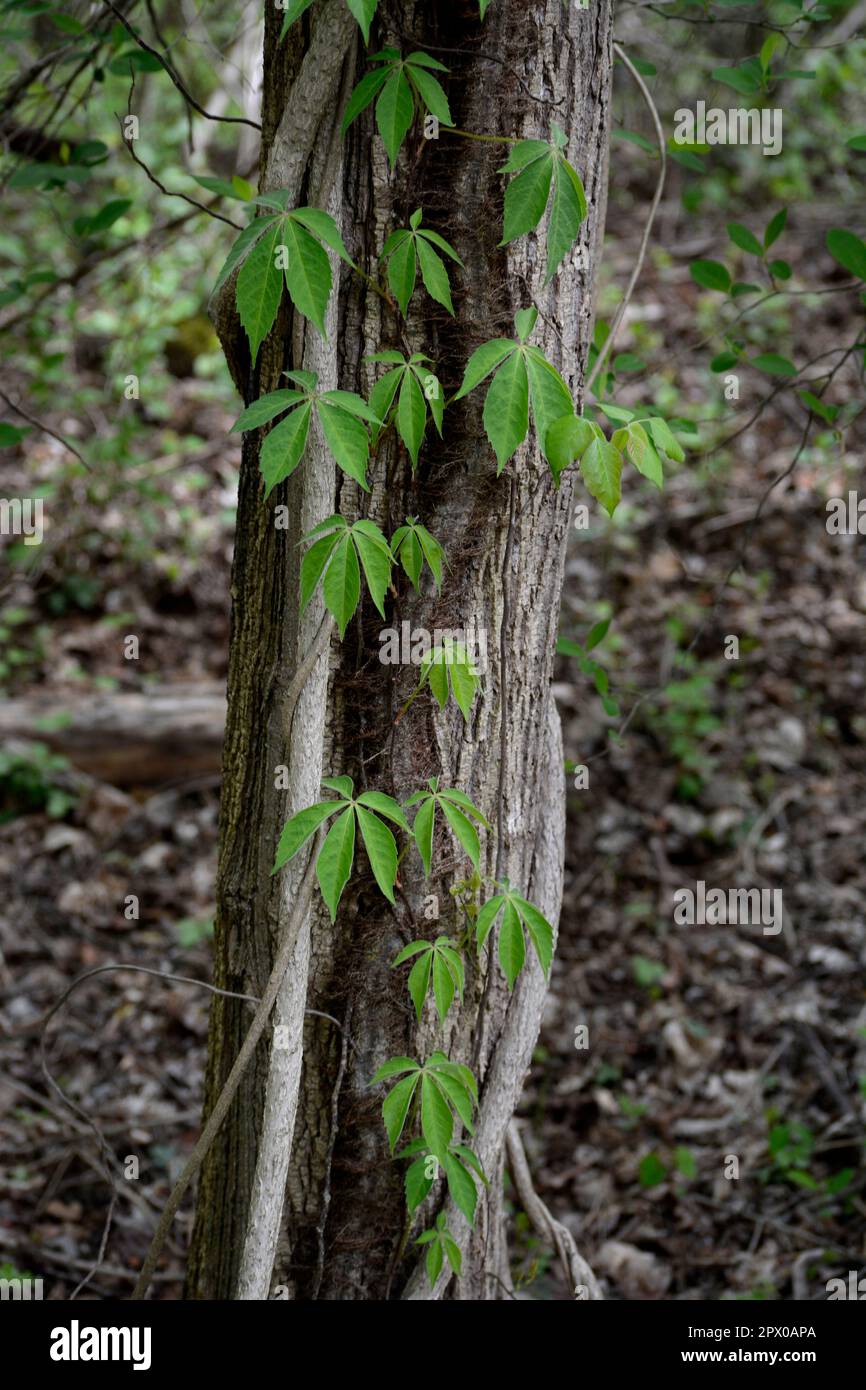 Virginia Creeper vines (Parthenocissus quinquefolia) climb up a tree in