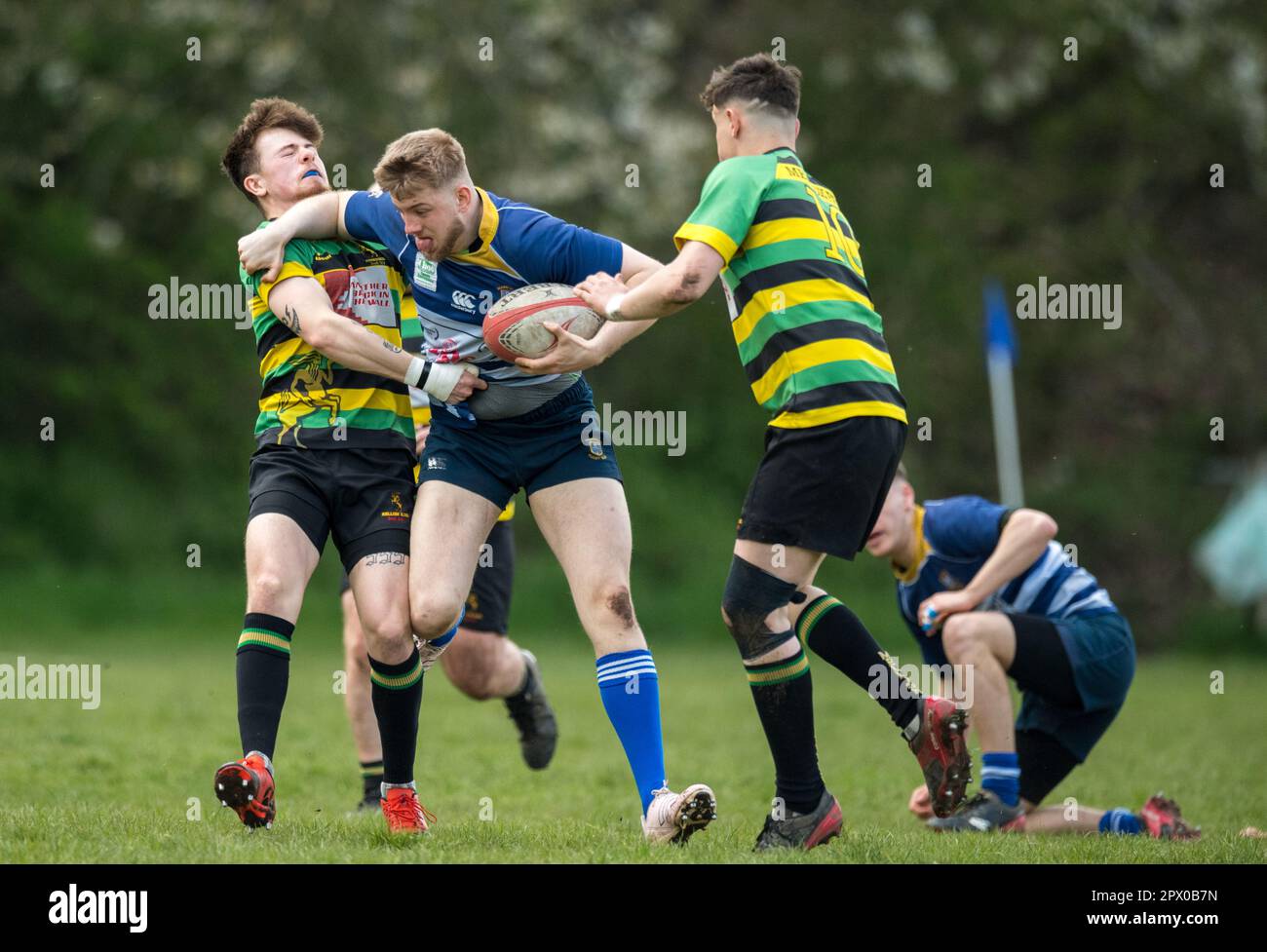 English mens amateur Rugby Union players playing in a league game Stock ...