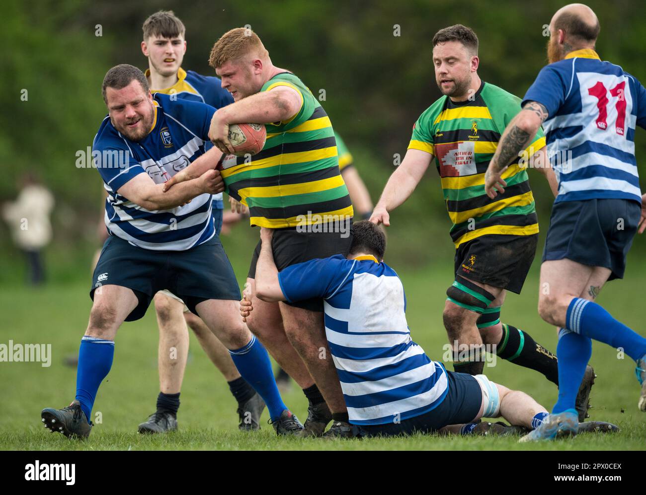 English mens amateur Rugby Union players playing in a league game Stock ...