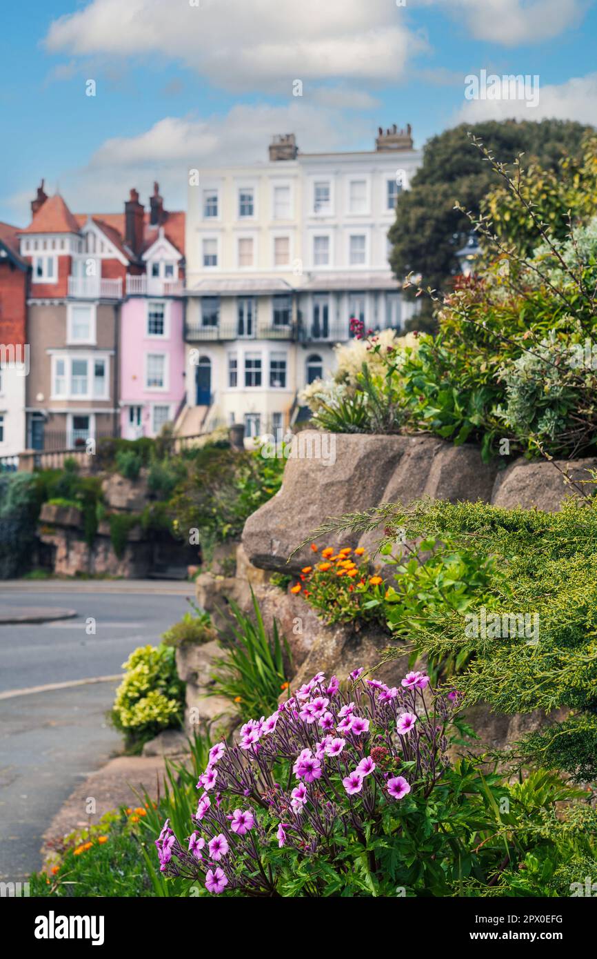 Pretty pink flowers in the rocks of the Madeira Walk gardens on the East Cliff of Ramsgate, Kent UK. Stock Photo