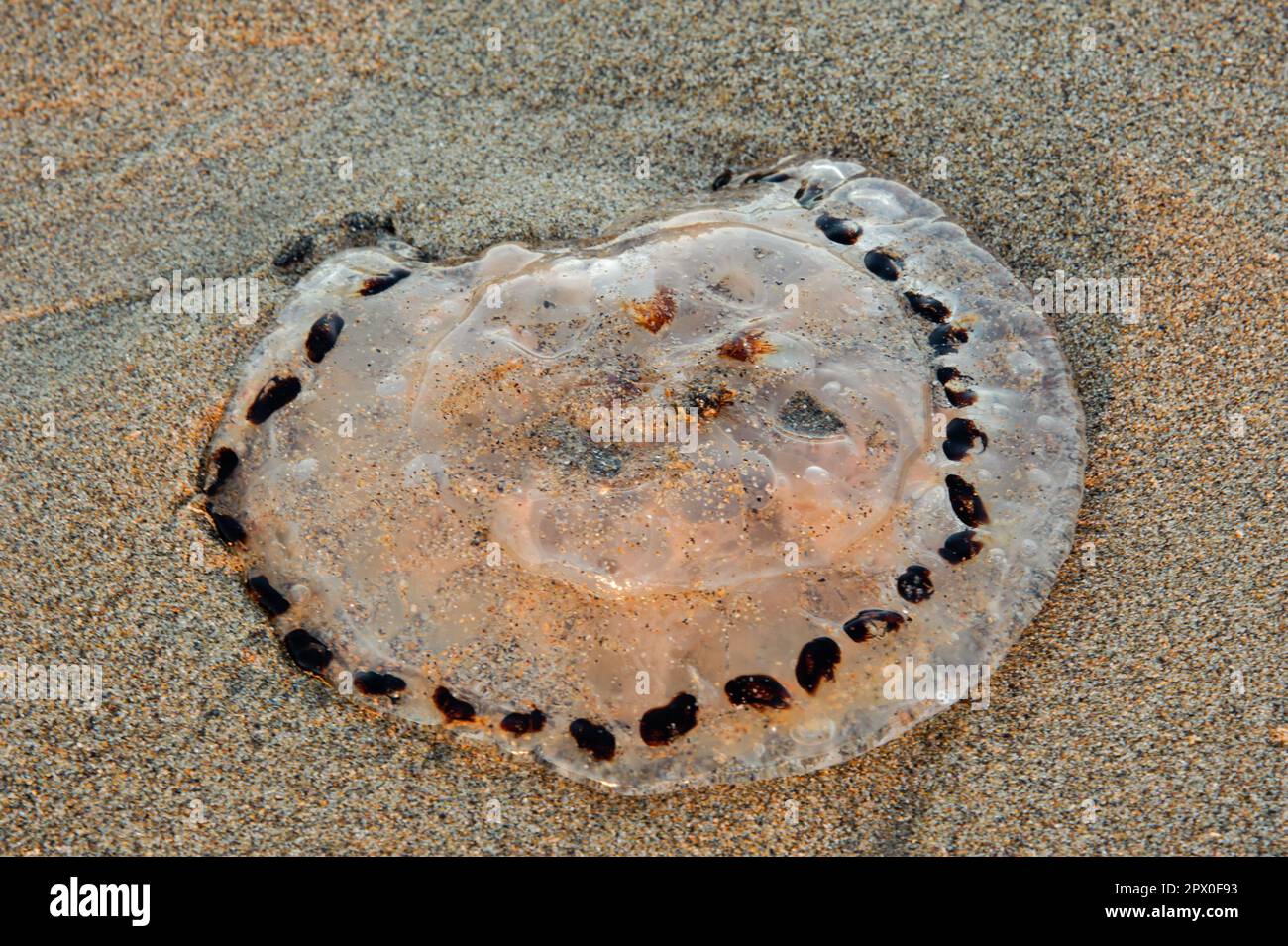 jellyfish on Sandy beach in Bundoran town, Ireland Stock Photo