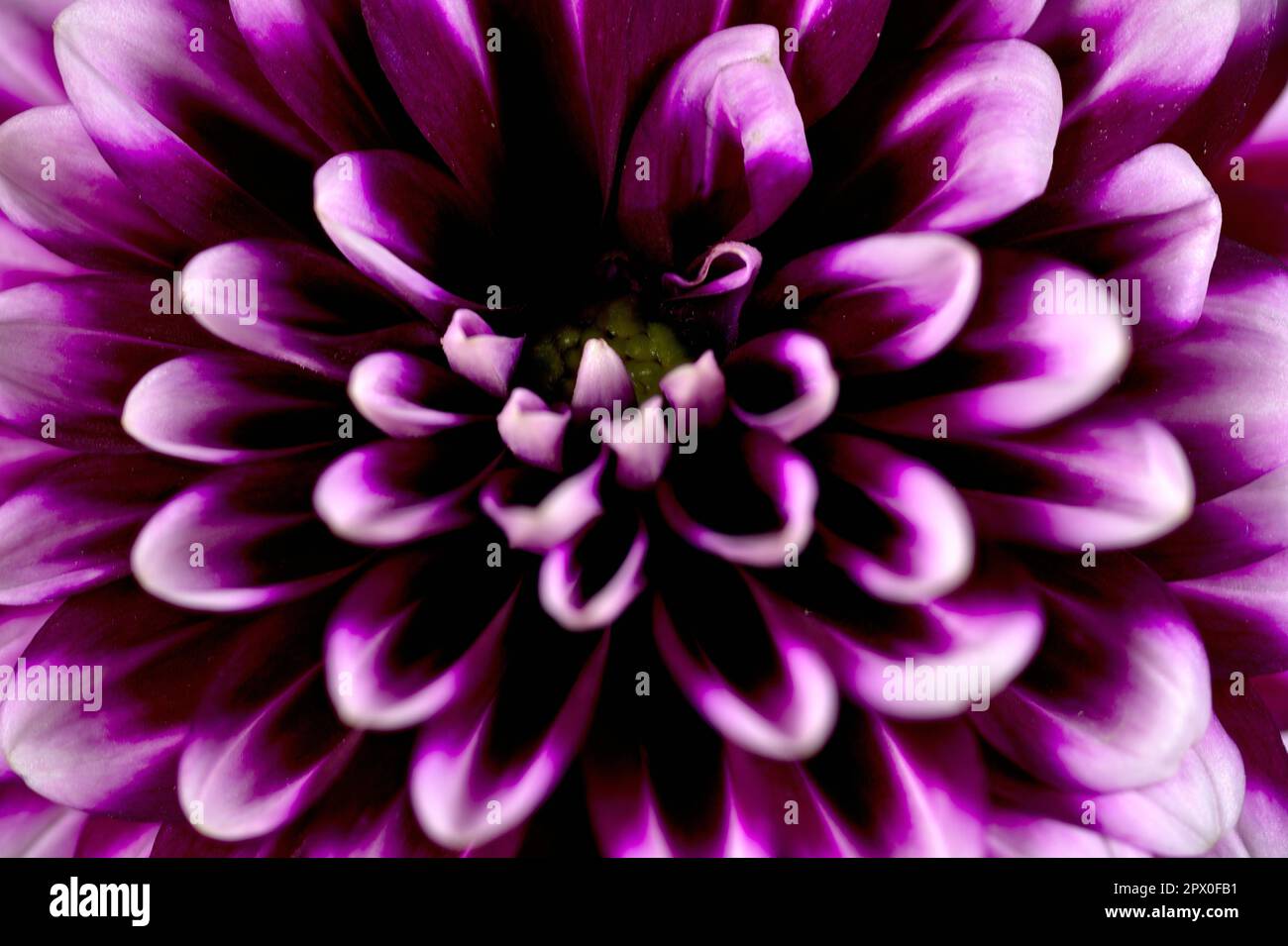 Purple dahlia with white tips hi-res stock photography and images - Alamy