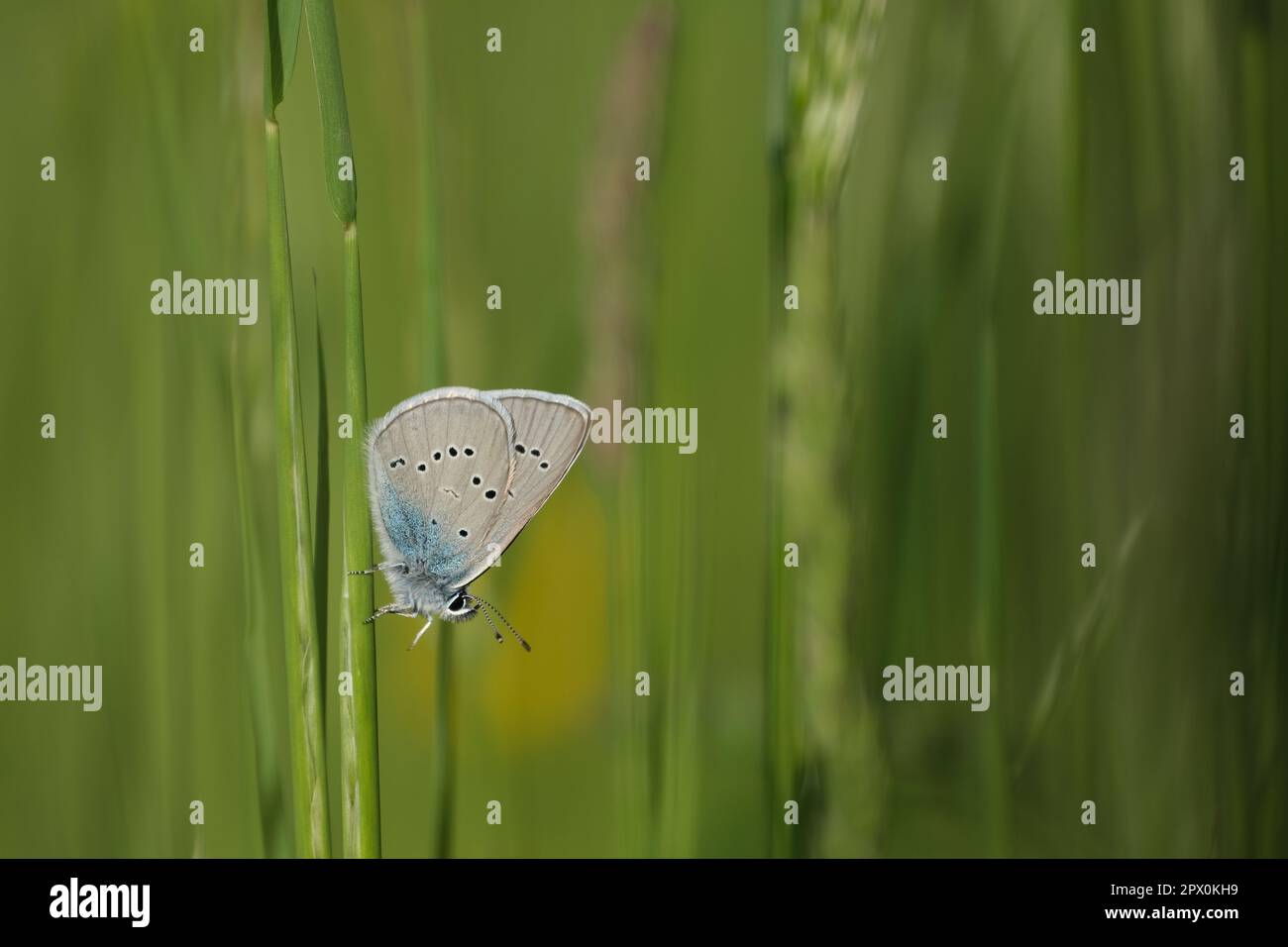 Tiny butterfly on a blade of grass, green background, horizontal image of a osiris blue butterfly Stock Photo