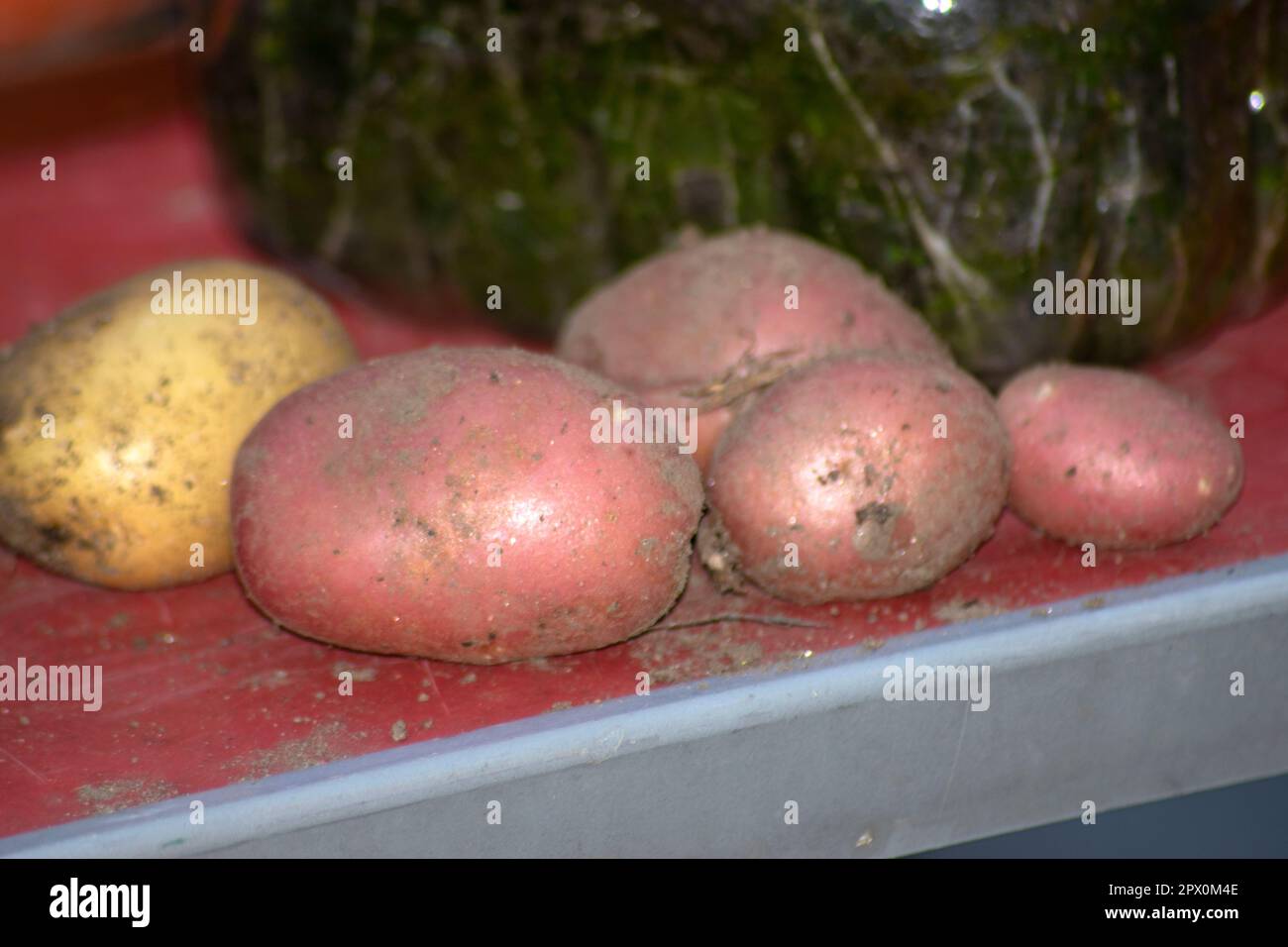 Potatoes collected from home grown big vase. Biology and vegan lifestyle. Stock Photo