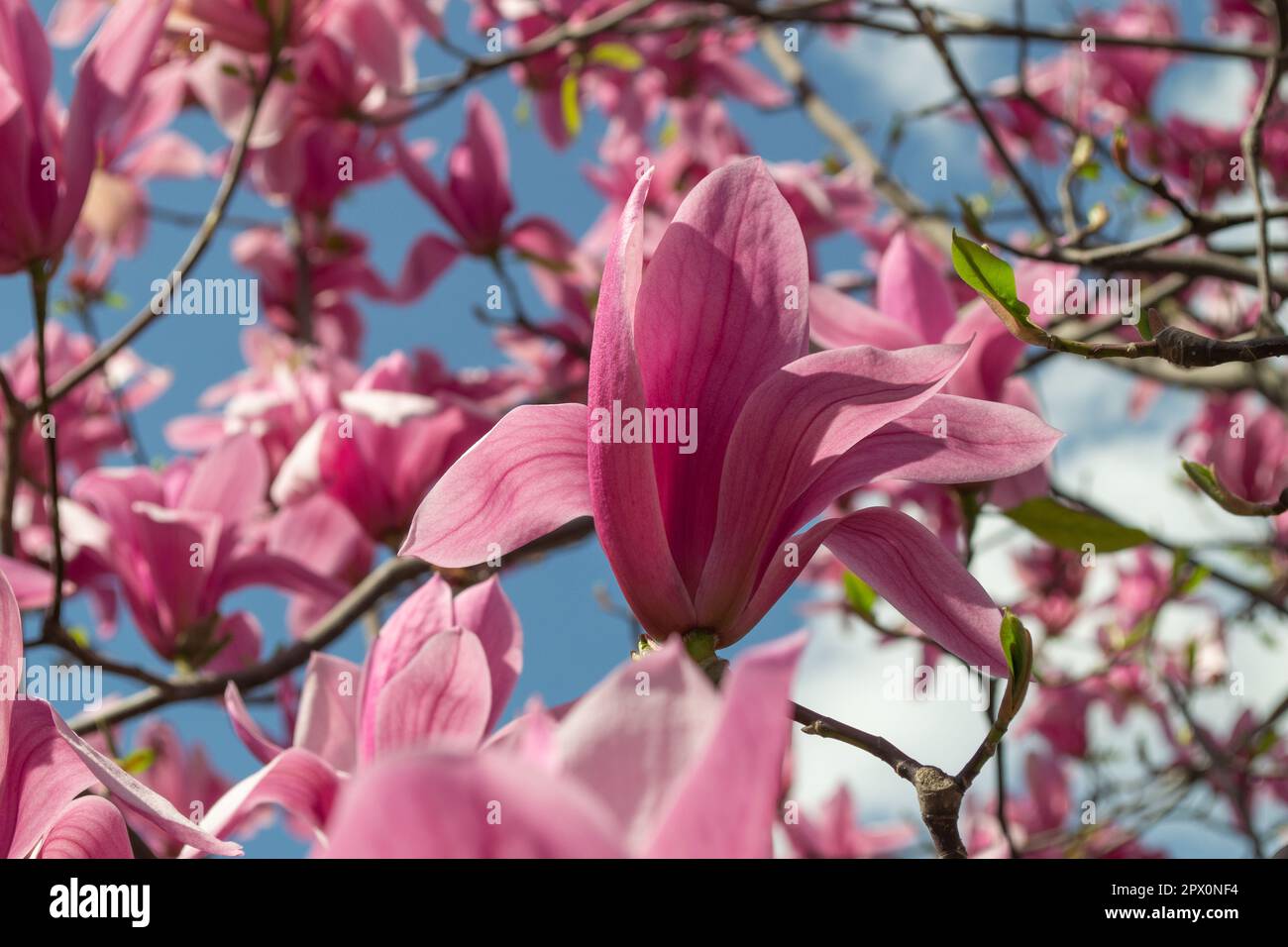 Magnolia soulangeana Flower on a twig blooming against clear blue sky at spring Stock Photo