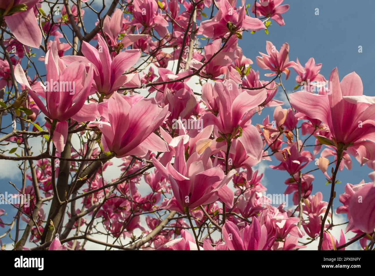 Magnolia soulangeana Flower on a twig blooming against clear blue sky at spring Stock Photo