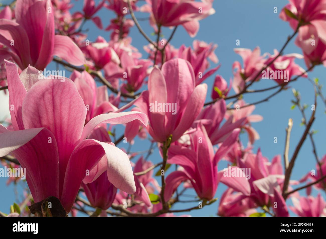 Magnolia soulangeana Flower on a twig blooming against clear blue sky at spring Stock Photo