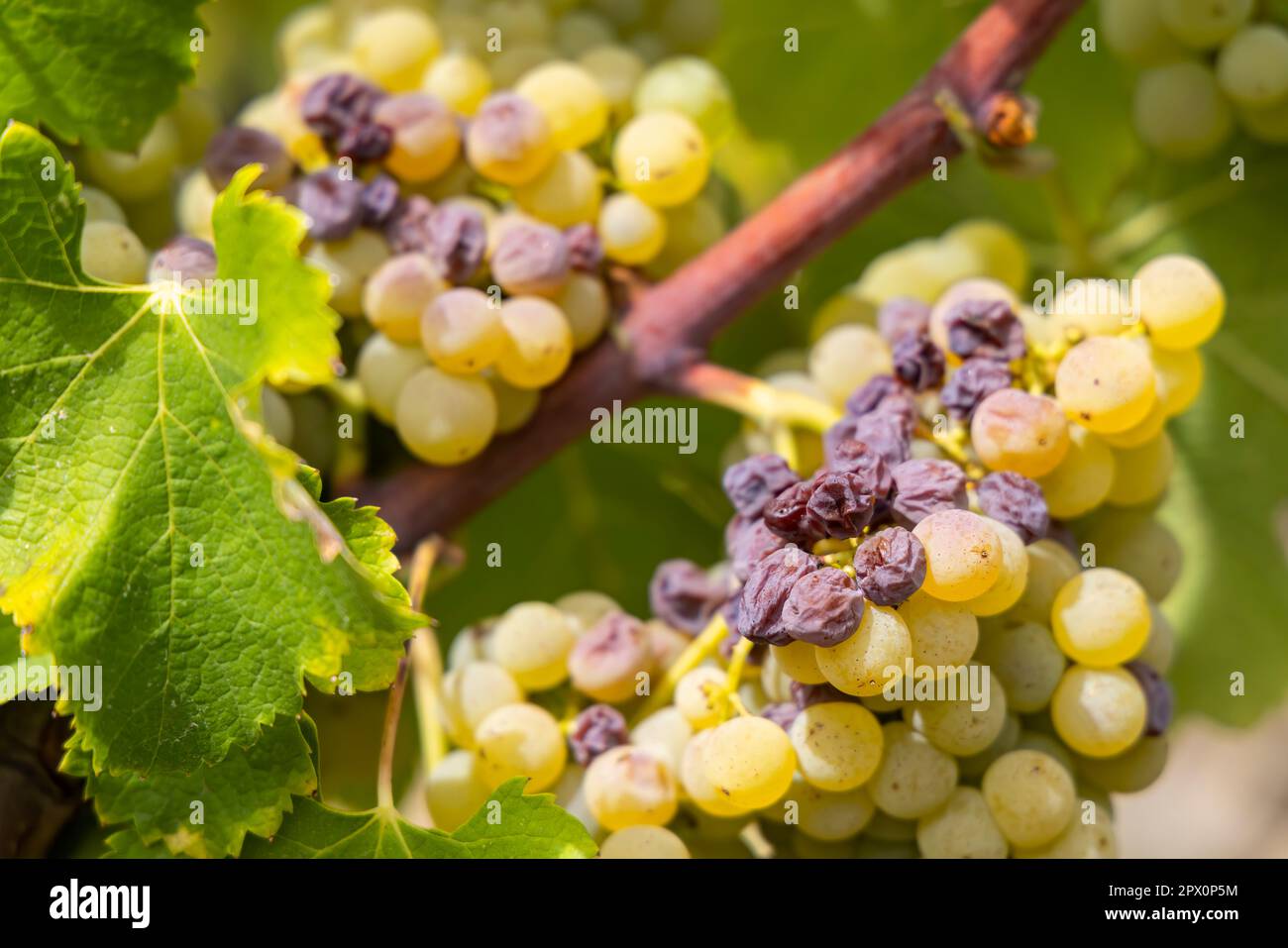 Typical grapes with botrytis cinerea for sweet wines, Sauternes, Bordeaux, Aquitaine, France Stock Photo